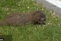 Whiting Warns FIA Against Groundhog Relocation
